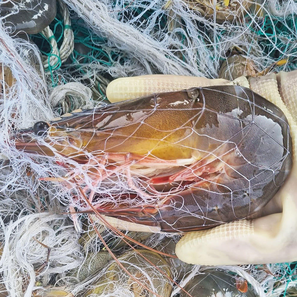 안면도 가을 생물 자연산 대하 1kg 횟감용 구이용 찜용 : 소다함