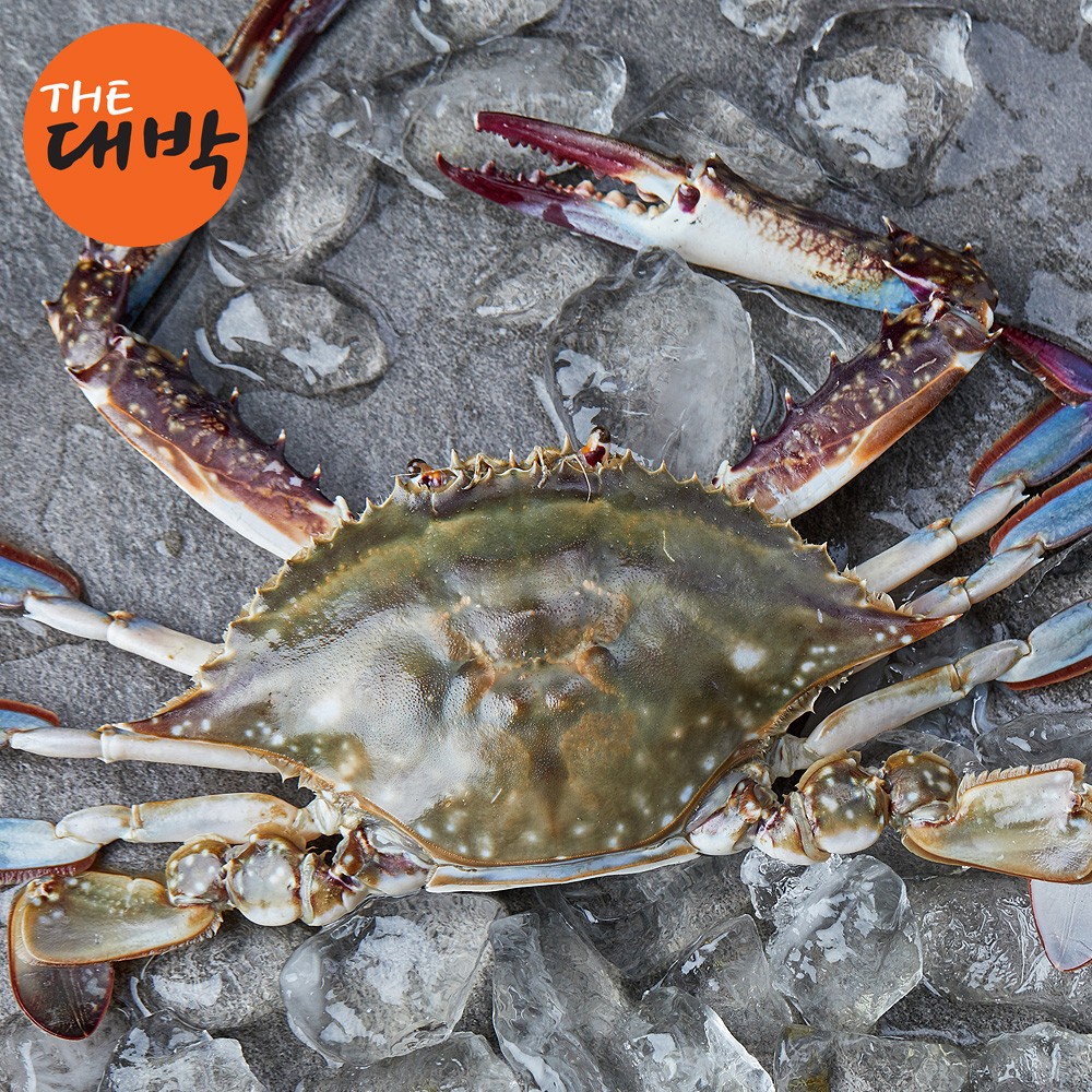 가을 활 꽃게 제철 숫꽃게