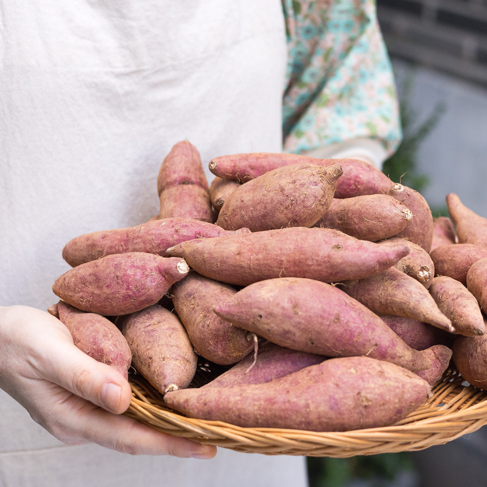 밤고구마 해남 진율미 3kg 5kg 햇 - 상세 이미지 3