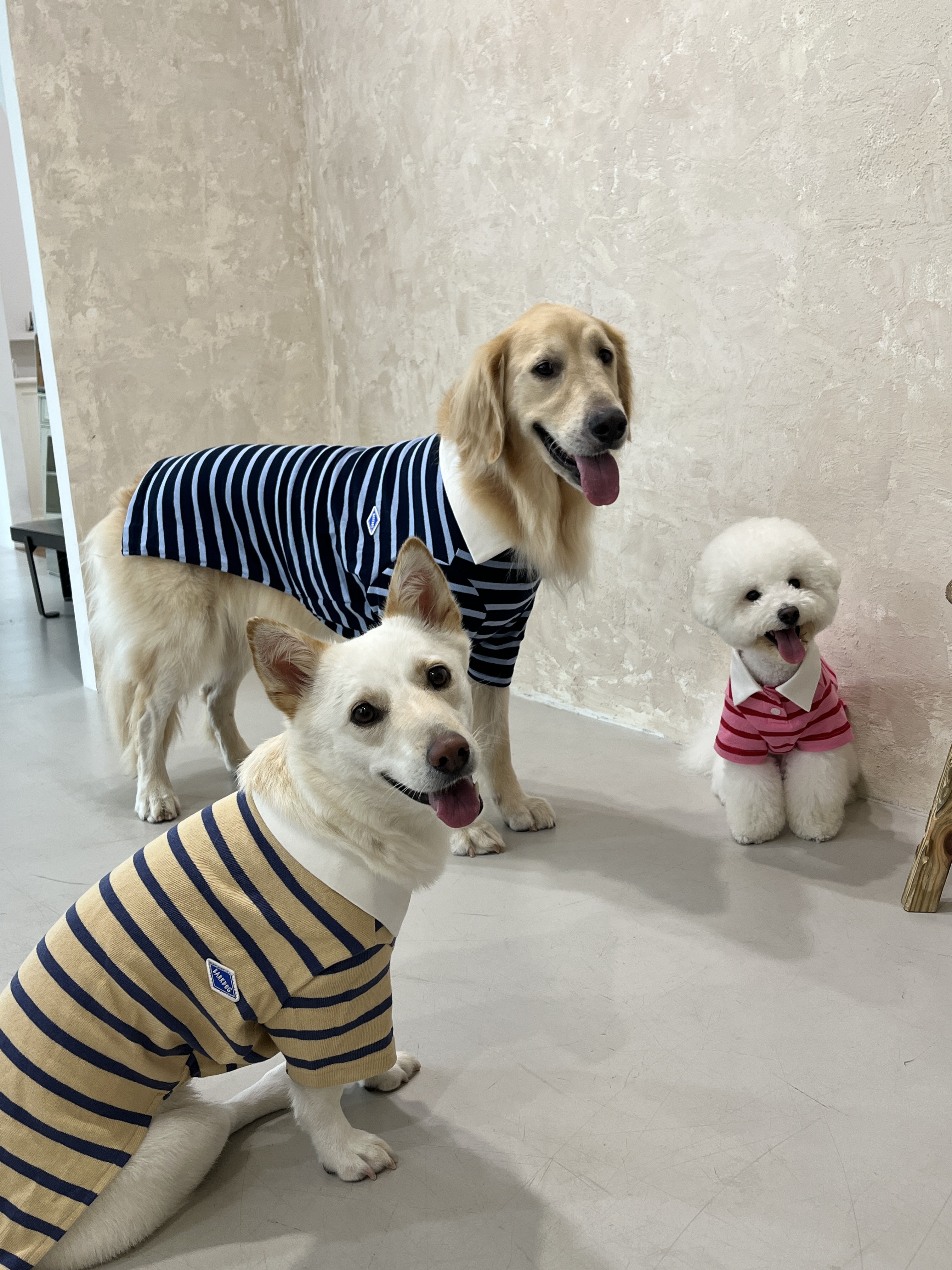 바크독 대형견옷 중형견 럭비 스트라이프 강아지 카라티 웰시코기 M - 상세 이미지 2