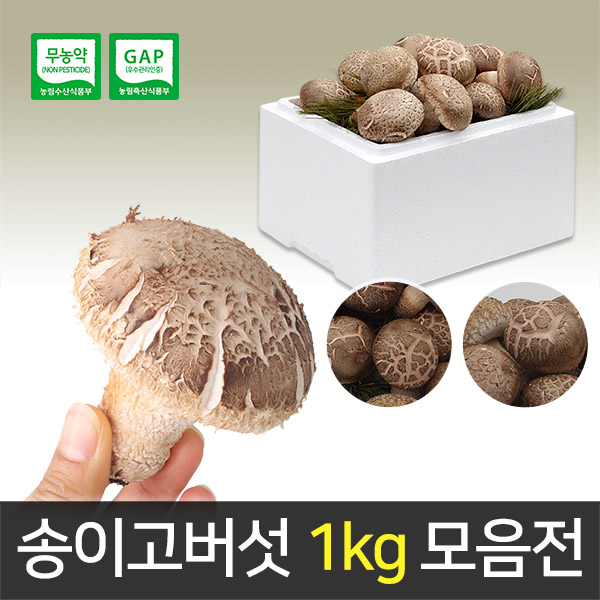 산지직송 당일수확 무농약 최상급 1등급 2등급 3등급 송이고버섯 1kg 선물세트 - 상세 이미지 3