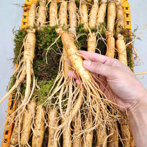 금산수삼 인삼선물세트 원수삼 소1.2kg 맛있게 먹은 솔직 후기 - 상품 이미지 4
