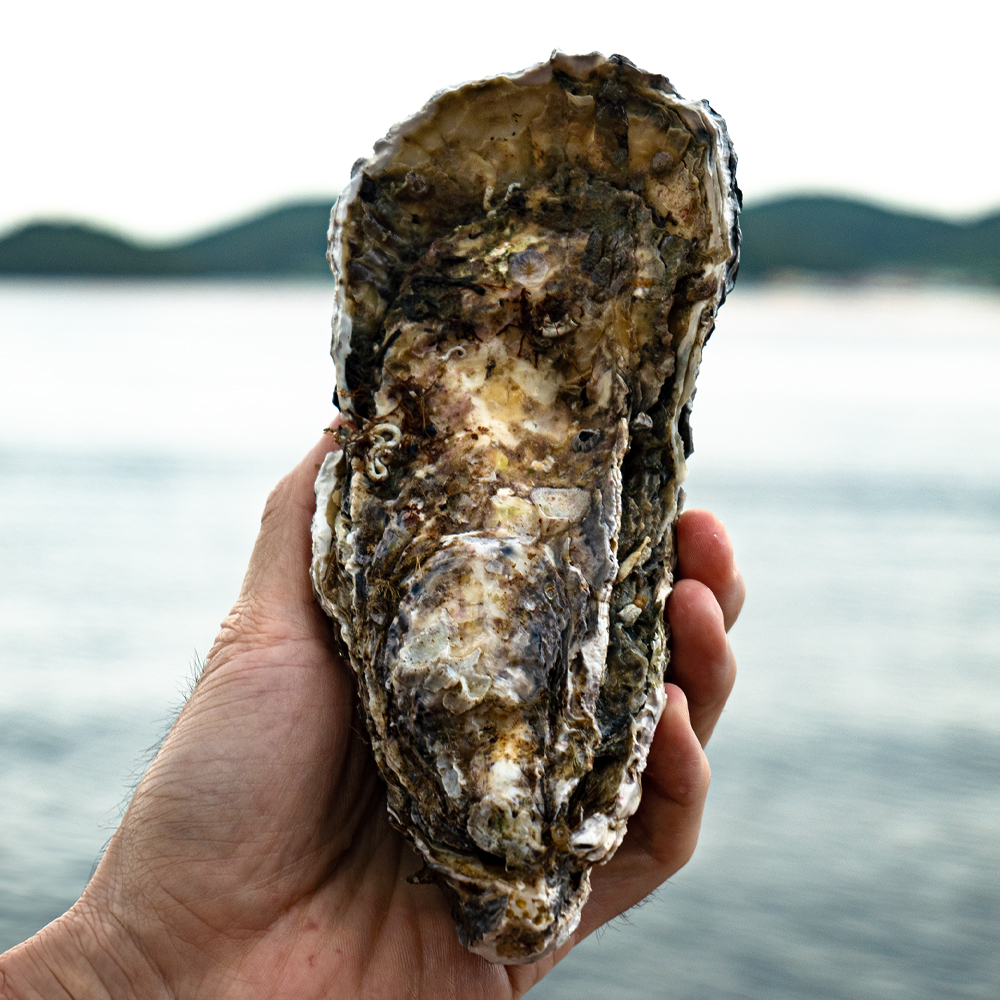 통영 삼배체 굴 2kg 개체굴 삼배체굴 대왕 석화 각굴 벚굴 - 상세 이미지 4