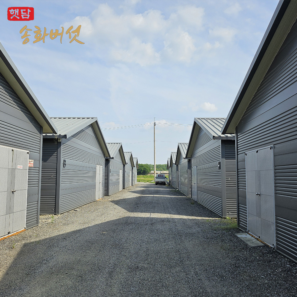 [햇담송]국내산 친환경 참송이버섯 3등급 2등급 대사이즈 500g 1kg 송화 버섯 무농약 이미지 6