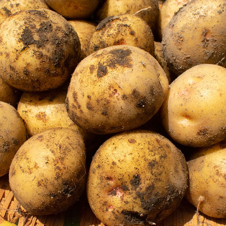 포슬포슬 국내산 제철 햇 감자 1Kg+1Kg 산지직송