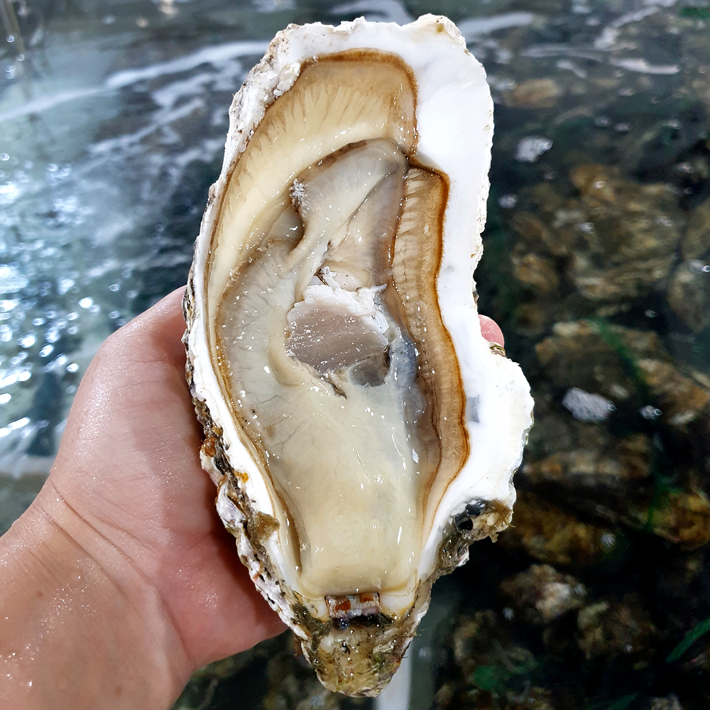 통영 삼배체 굴 2kg 개체굴 삼배체굴 대왕 석화 각굴 벚굴