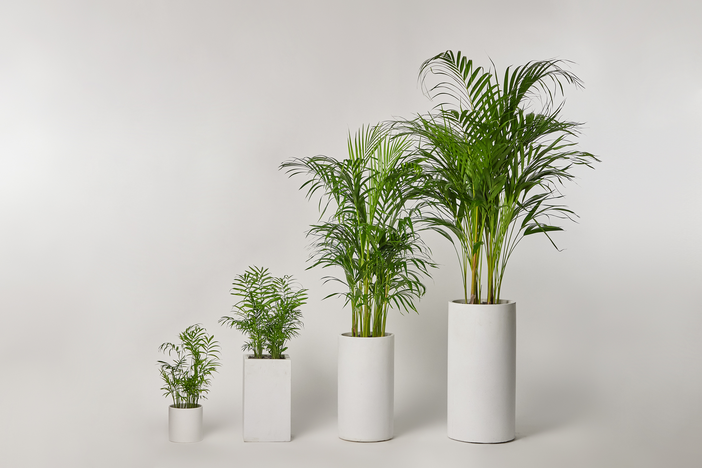 관엽식물 금전수 화환 승진 취임 동양난 서양란 만천홍 영전 축하 선물 개업화분 공기정화