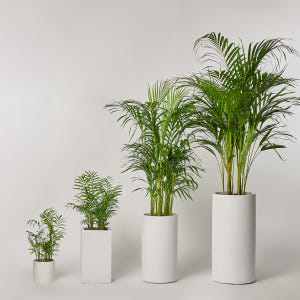 관엽식물 금전수 화환 승진 취임 동양난 서양란 만천홍 영전 축하 선물 개... 솔직 후기 | 실사용자 리뷰 분석 - 상품 이미지 3