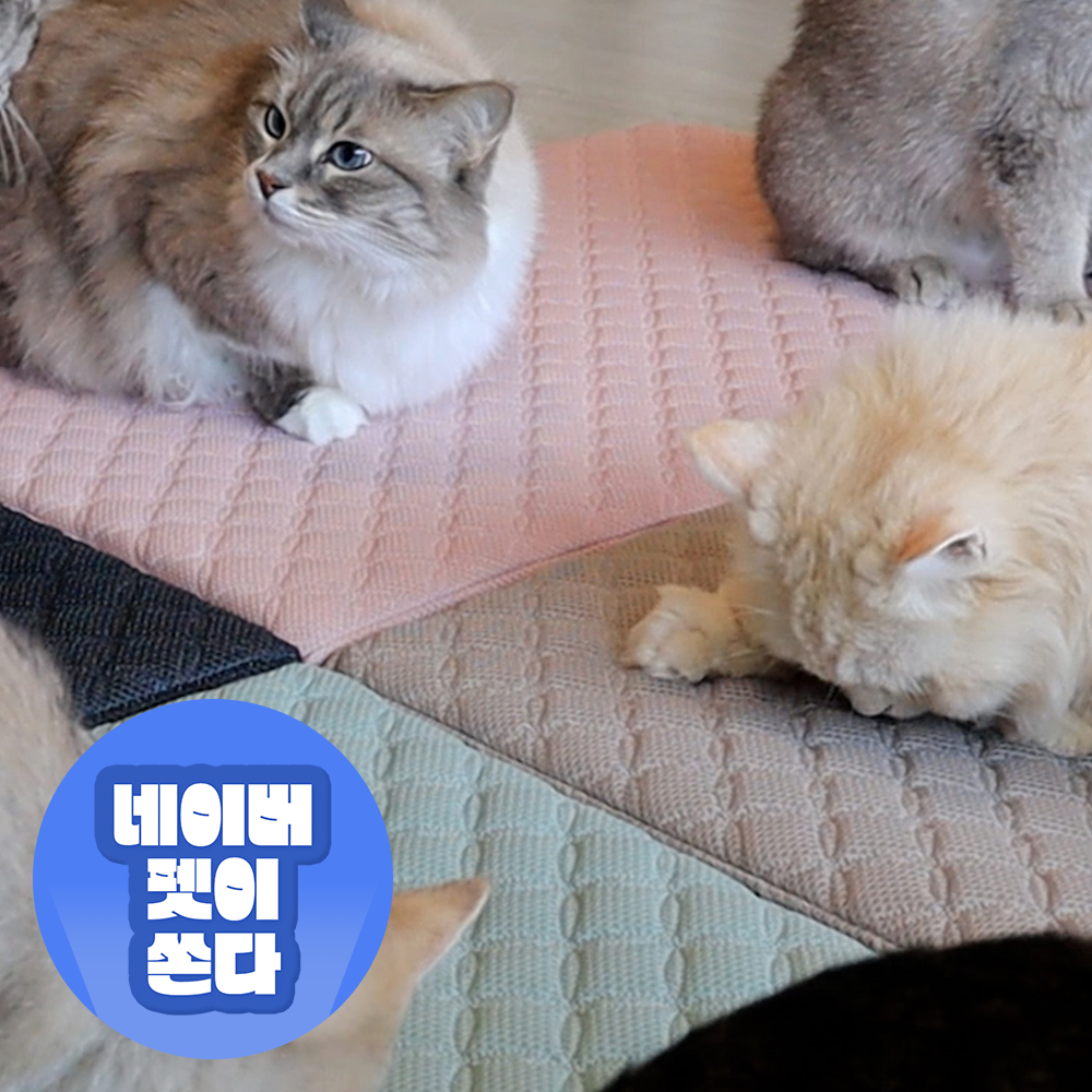 초코펫 고양이 스크래쳐 매트 스트레스 해소 냥이 행복 매트리스 2.0 일반형