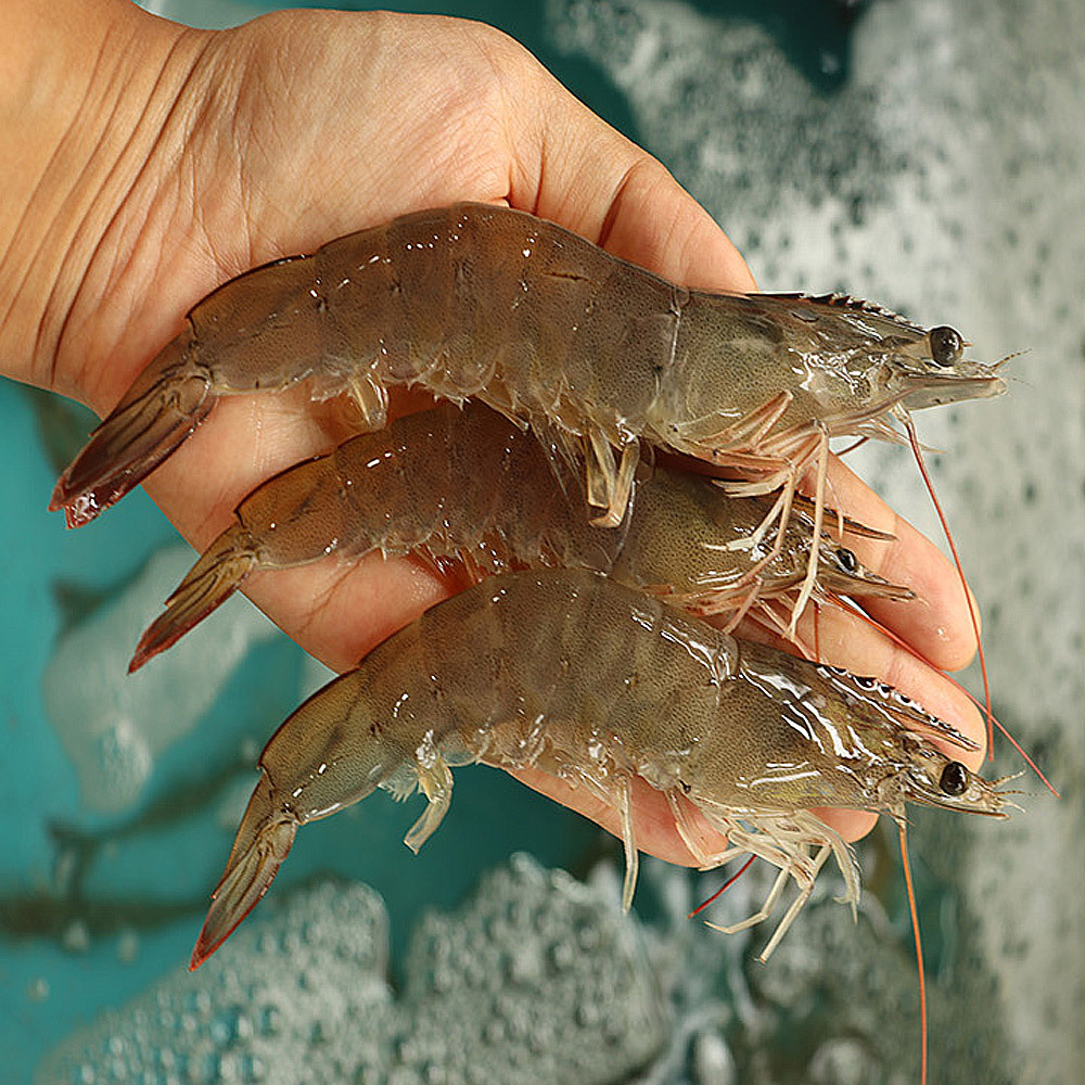 왕새우 자연산 대하 1kg : 미리내티씨
