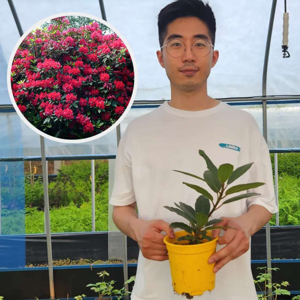 만병초나무 4년 델라라이 5치화분묘 이미지 3