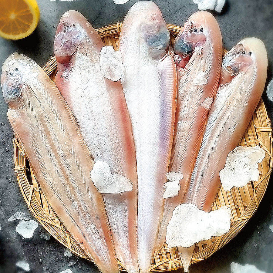 쫄깃하고 담백한 국내산 참서대 참박대