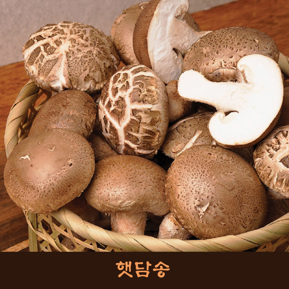 [1+1]무농약 송화고 버섯 못난이버섯 식용 샤브샤브 좋은 맛있는 생버섯 송고 참송이 맛집 이미지 6
