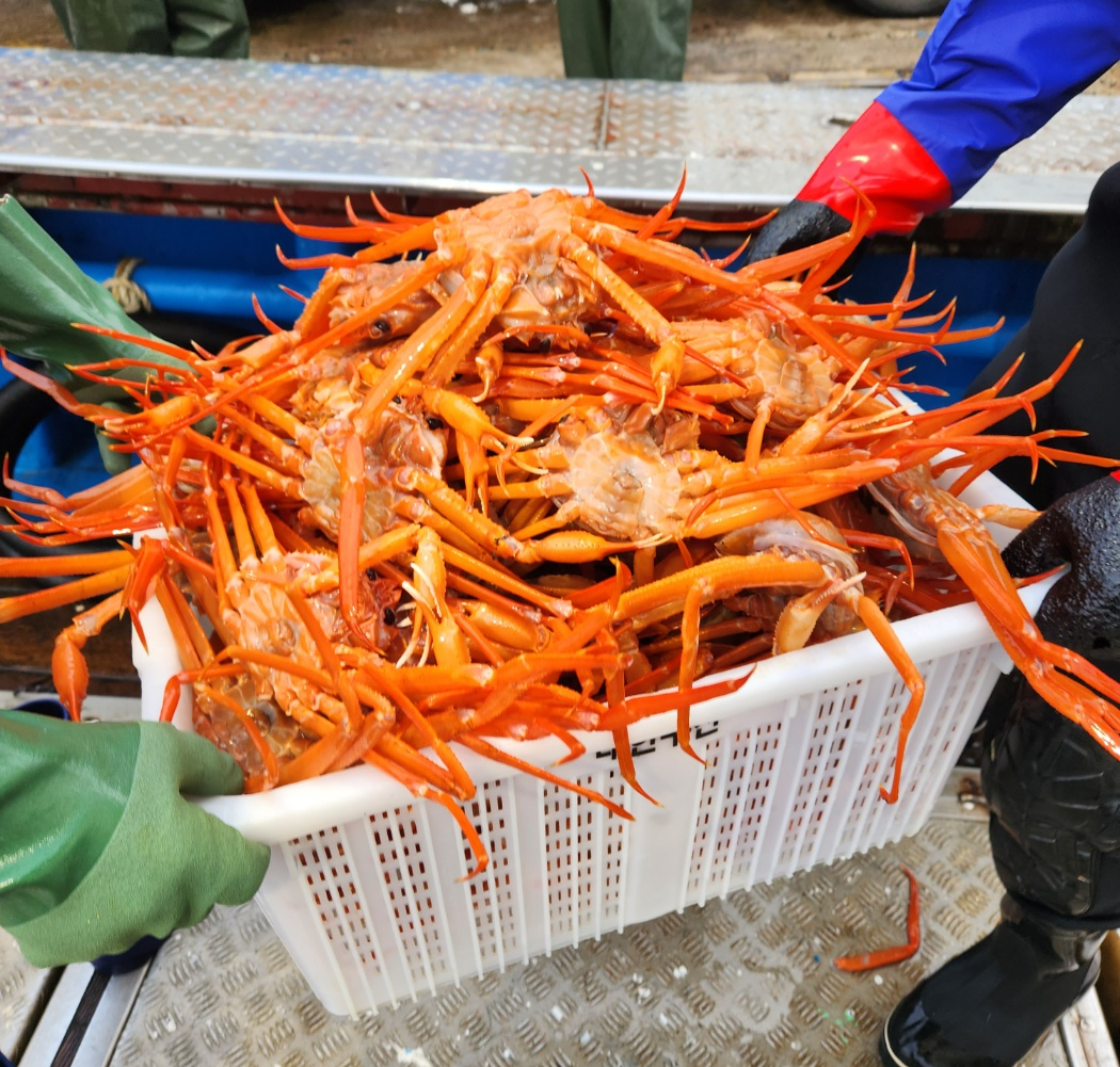 속초 홍게 살 붉은대게 제철 박달홍게 자숙 홍개 해각포 1kg 3kg 이미지 3