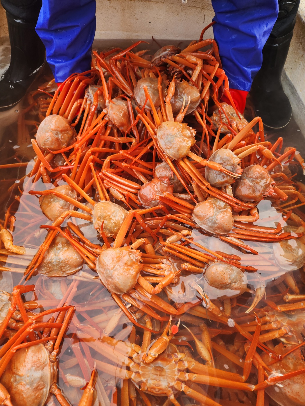 속초 홍게 살 붉은대게 제철 박달홍게 자숙 홍개 해각포 1kg 3kg 이미지 4