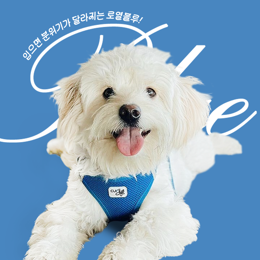 스위스 큘리 시그니쳐 하네스 블루 - 상세 이미지 2