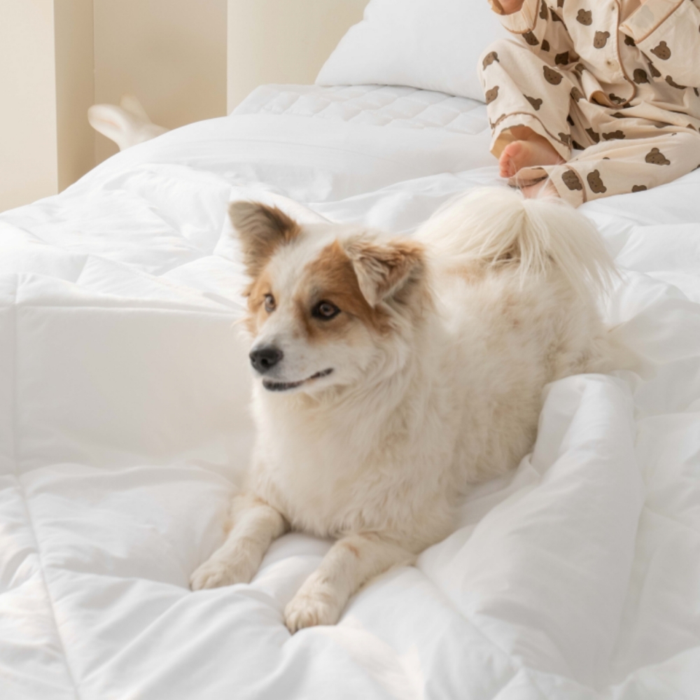 알러지케어 이불 먼지없는 강아지 고양이 털 안붙는 차렵이불 SS 슈퍼싱글