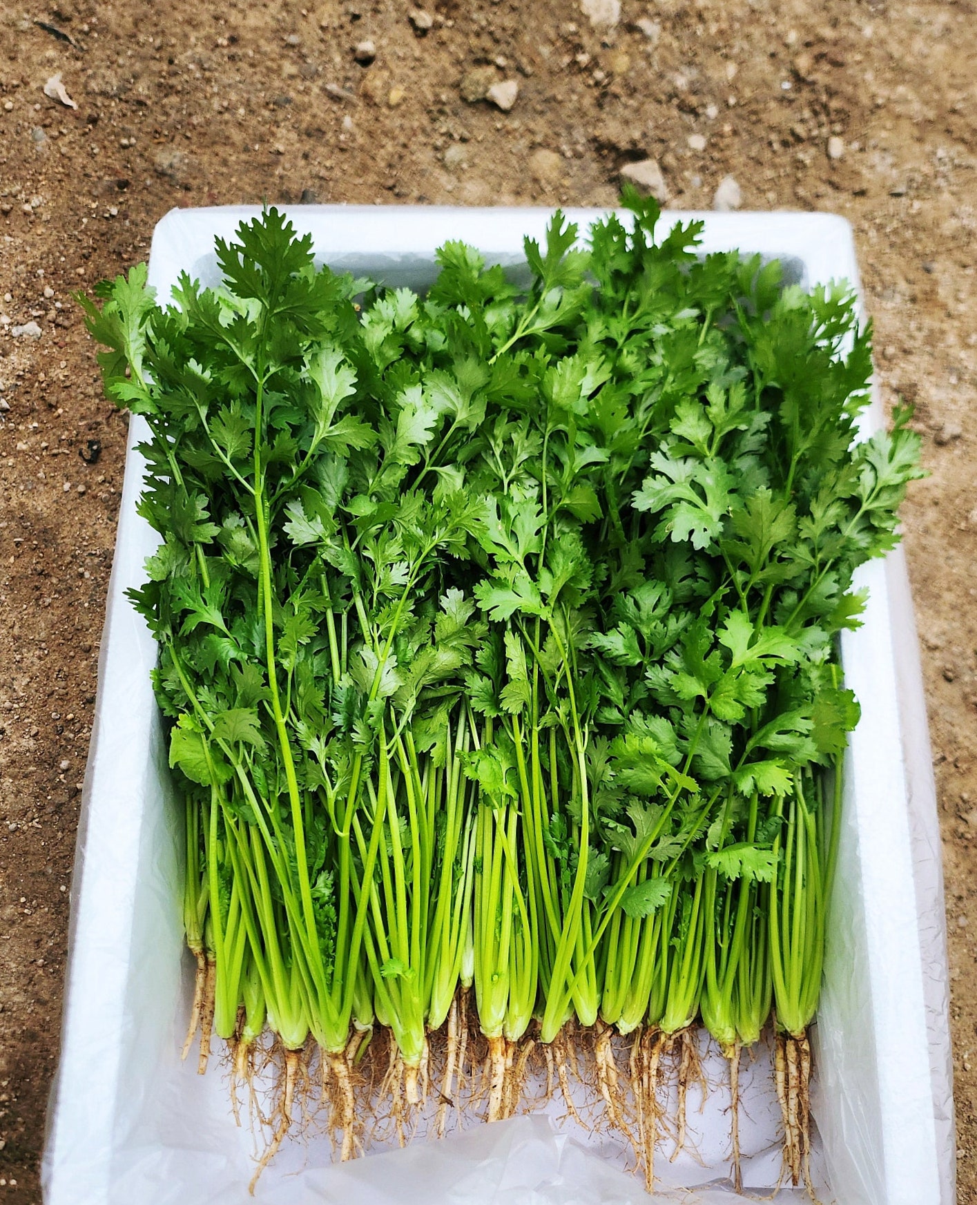 운악의 뜰 고수, 싱싱한 고수, 고수 요리, 고수 구매 후기, 고수 보관법, 고수 효능