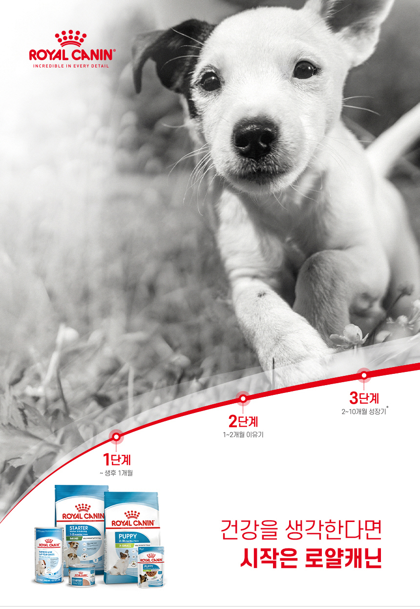 [유통기한 2027.01.28] 로얄캐닌 독 중형견 사료 미디엄 퍼피, 10kg, 1개