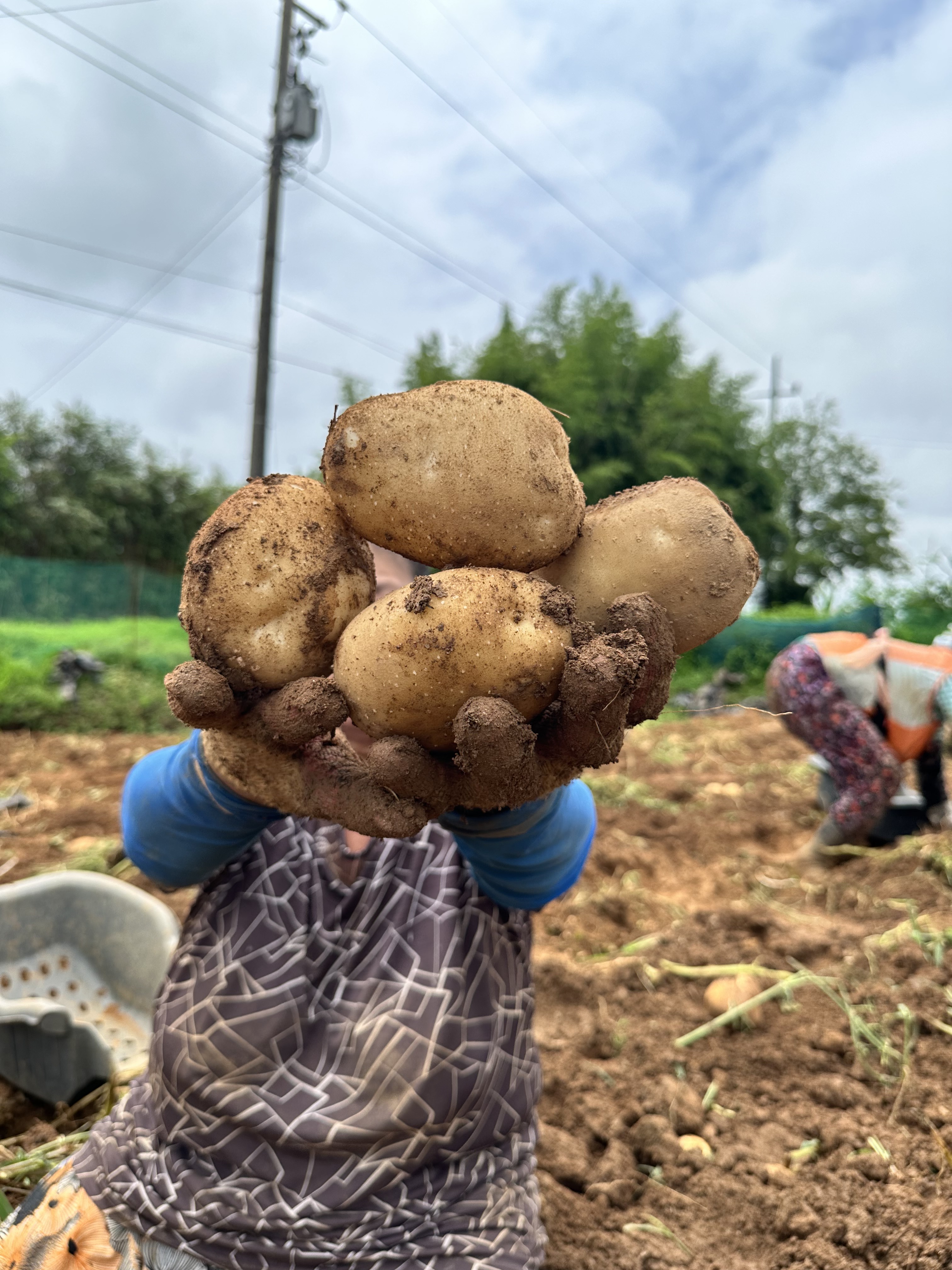 25년 감자 두백감자 수미 햇 분감자 3kg 5kg 10kg 20kg