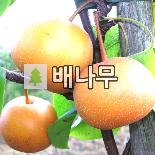 배나무 묘목 만풍 접목1년 3주묶음 : 경동농원