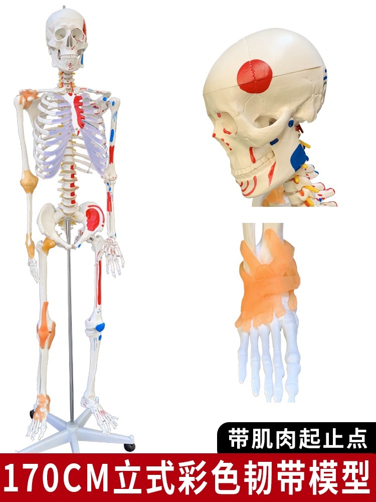 해골모형 해부학모델 소형 미니 병원 실험실 - 상세 이미지 2