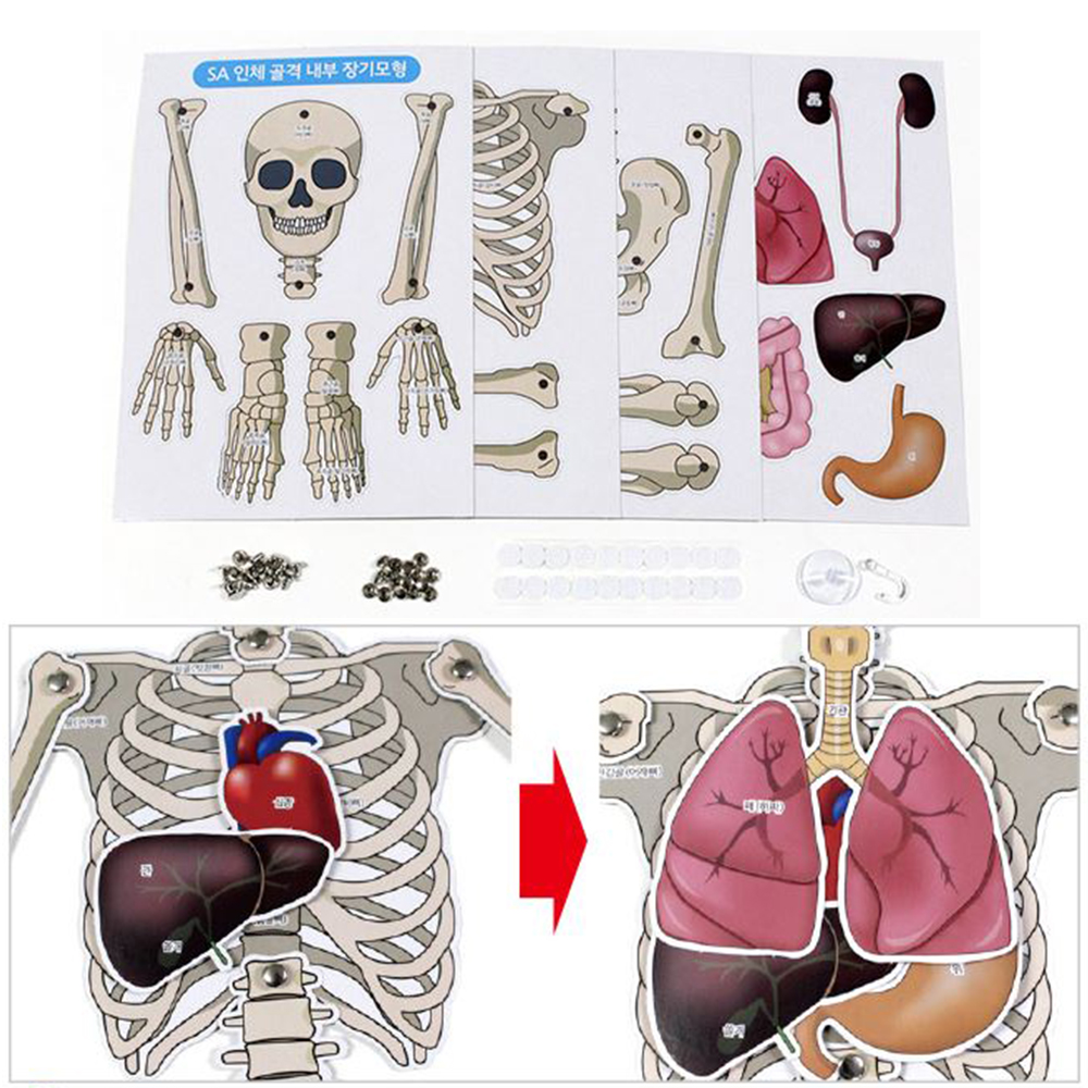 사람 인체 모형 신비한 골격 내부 장기 관찰 교구