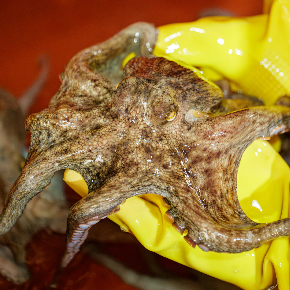 통영 자연산 돌문어 1kg 활 생물 문어