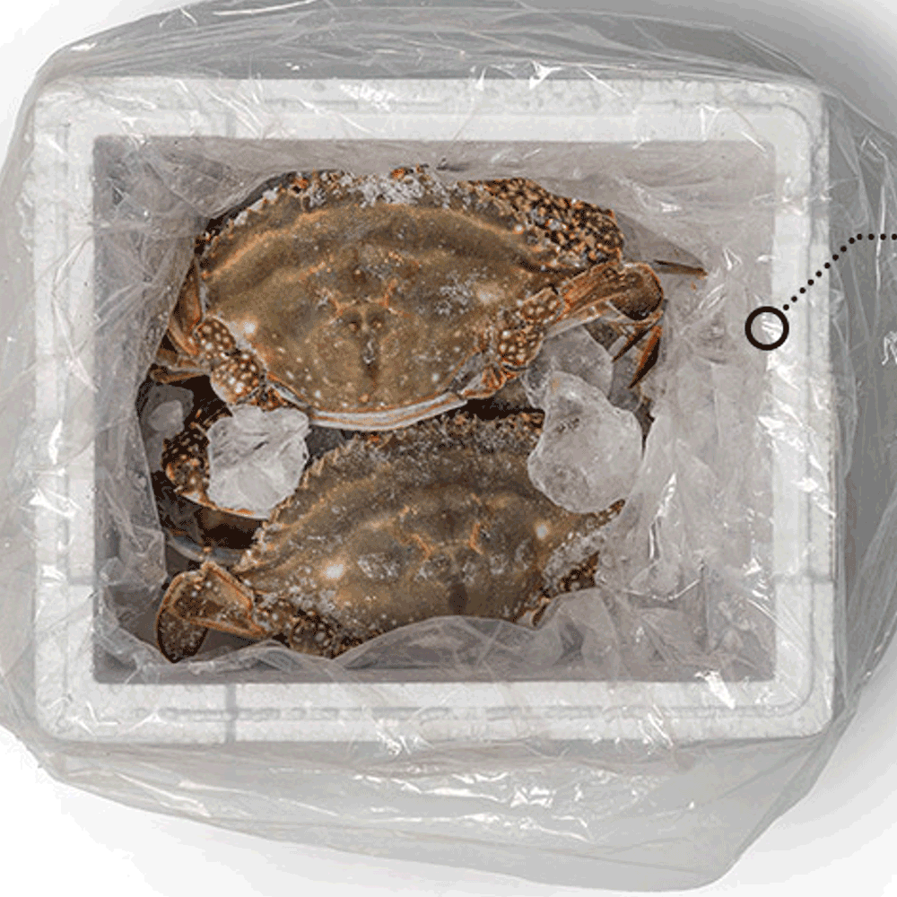 산지직송 신선한 태안 숫꽃게 활꽃게 가을 생물 꽃게 1kg 3-5미 - 상세 이미지 3