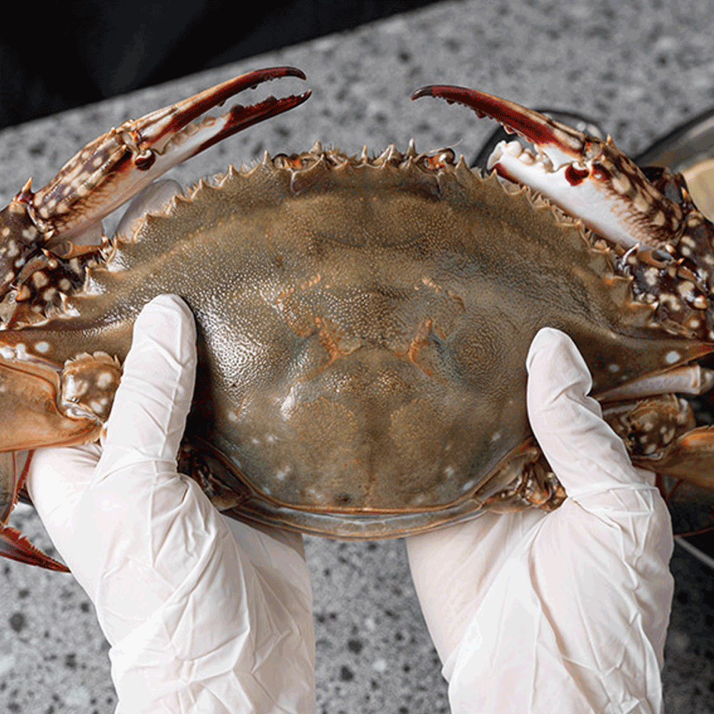 산지직송 신선한 태안 숫꽃게 활꽃게 가을 생물 꽃게 1kg 3-5미