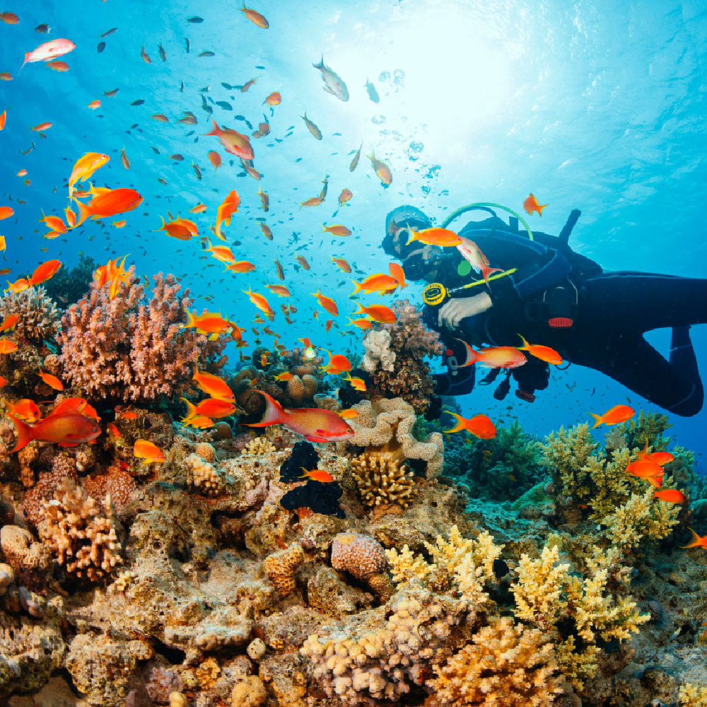 나트랑 호핑투어 미니비치 산티아고 스피드보트 한국인 액티비티 스노쿨링 체크아웃 일일투어