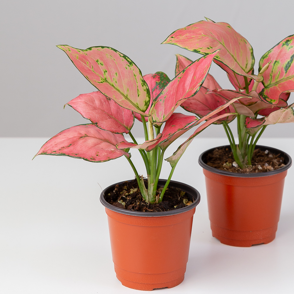 엔젤 아글라오네마 키우기쉬운 반려식물 음지