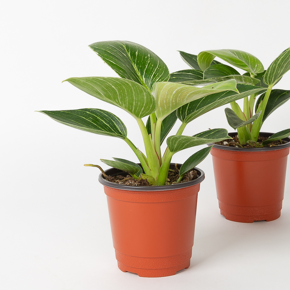 버킨 콩고 필로덴드론 키우기쉬운 반려식물 음지