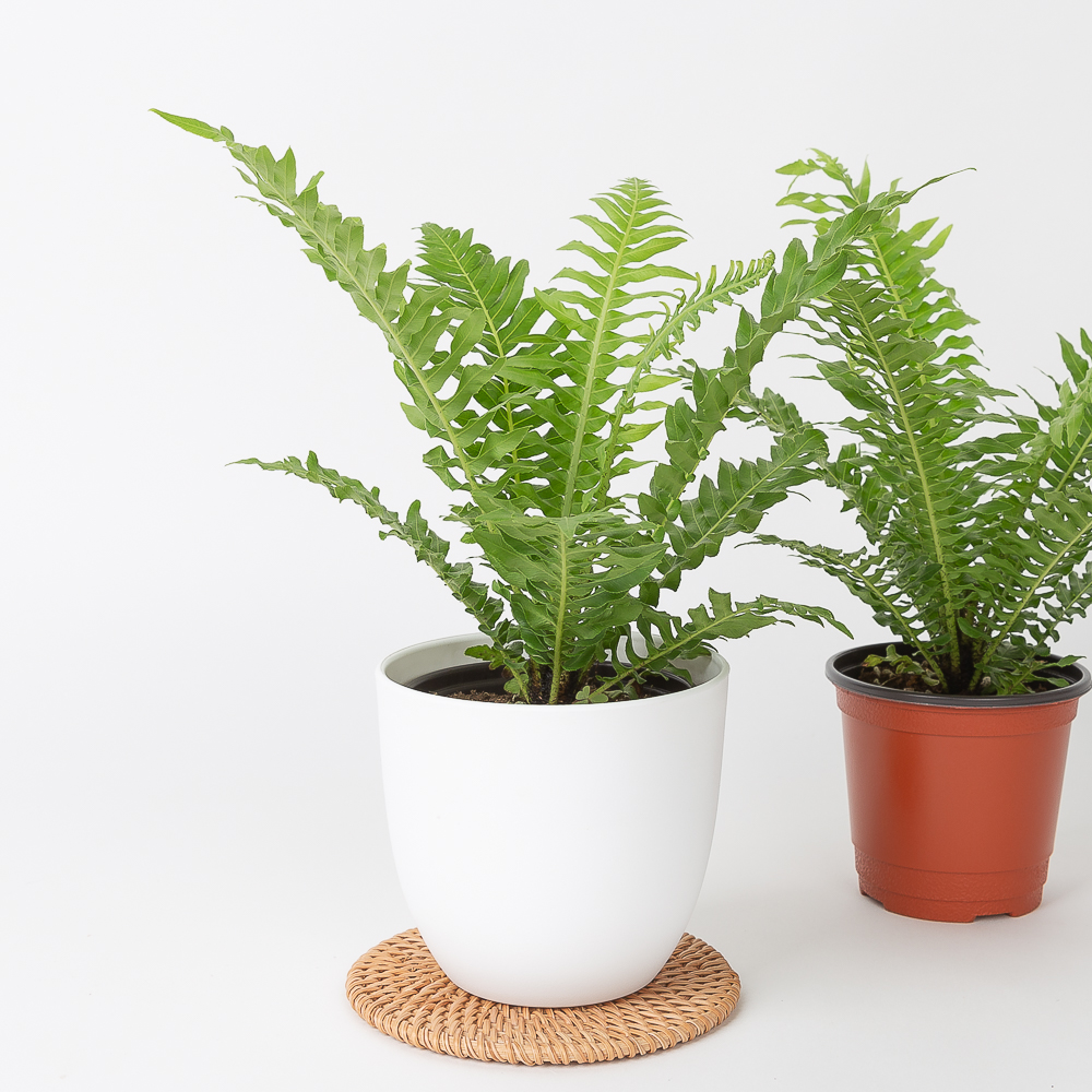 실버레이디 고사리 키우기쉬운 반려식물 음지 이미지 3