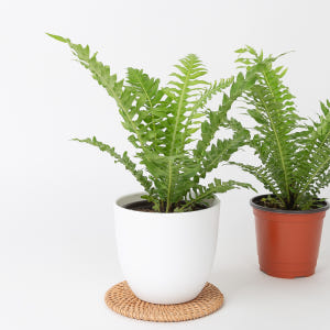 실버레이디 고사리 키우기쉬운 반려식물 음지 실사용 후기 | 효과 있을까? - 상품 이미지 3