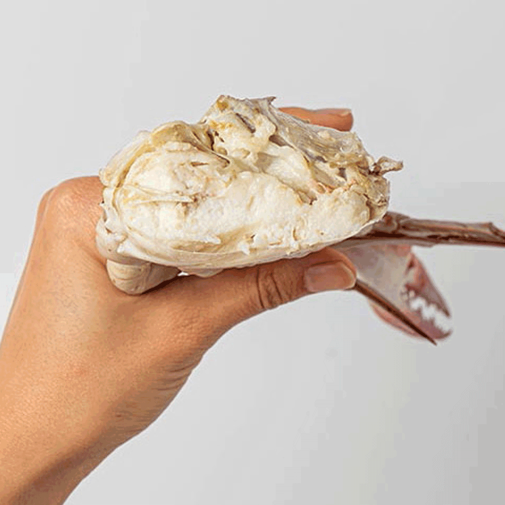 산지직송 신선한 태안 숫꽃게 활꽃게 가을 생물 꽃게 1kg 3-5미 - 상세 이미지 2