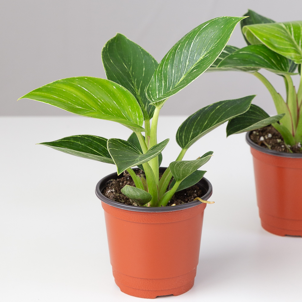 버킨 콩고 필로덴드론 키우기쉬운 반려식물 음지