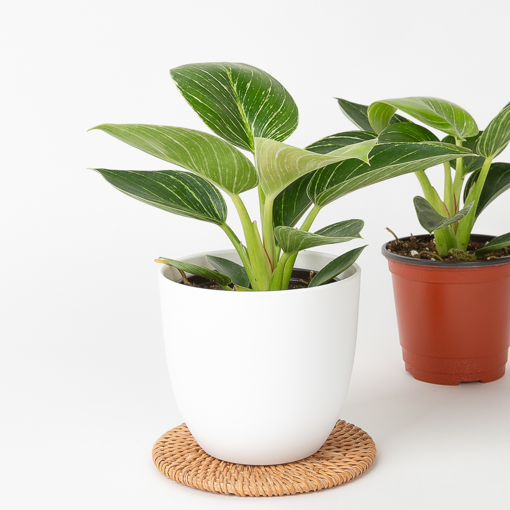 버킨 콩고 필로덴드론 키우기쉬운 반려식물 음지