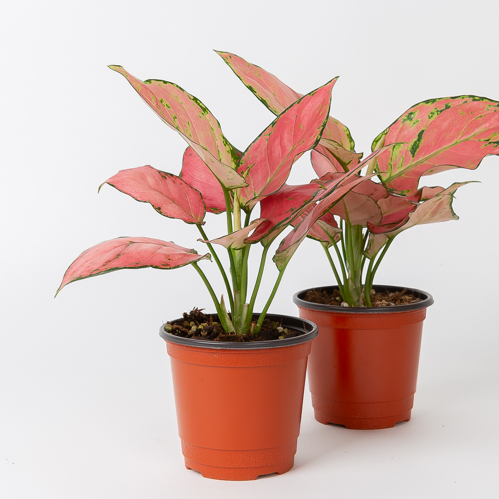 엔젤 아글라오네마 키우기쉬운 반려식물 음지