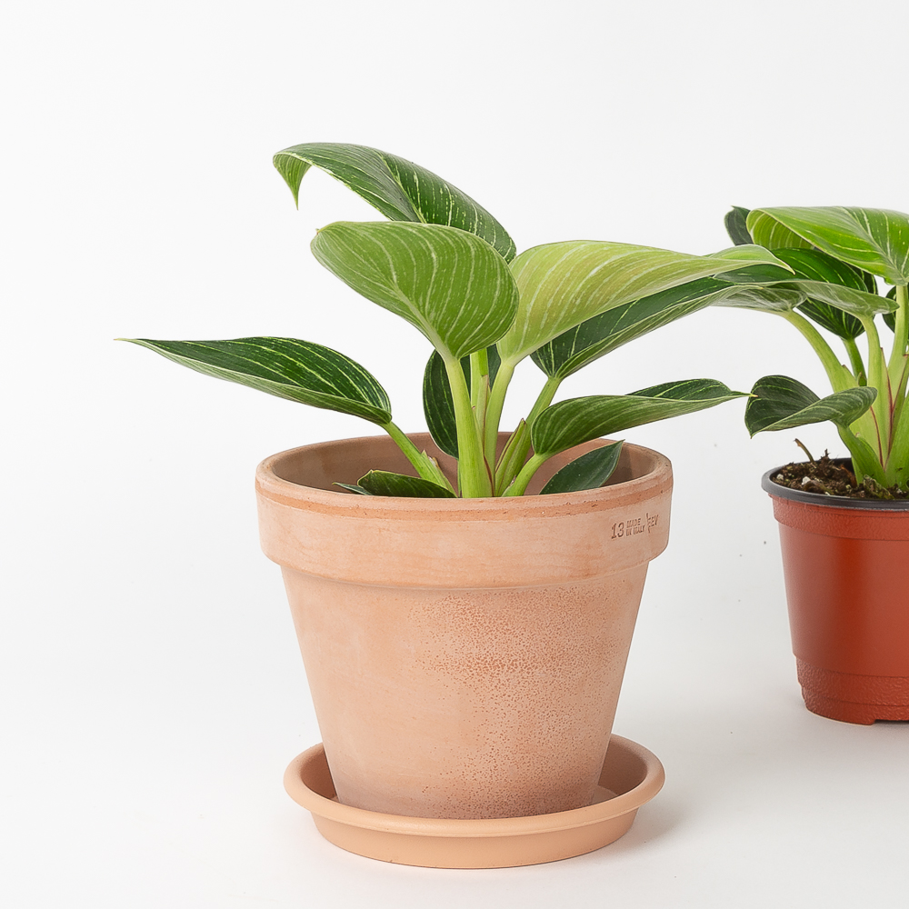 버킨 콩고 필로덴드론 키우기쉬운 반려식물 음지