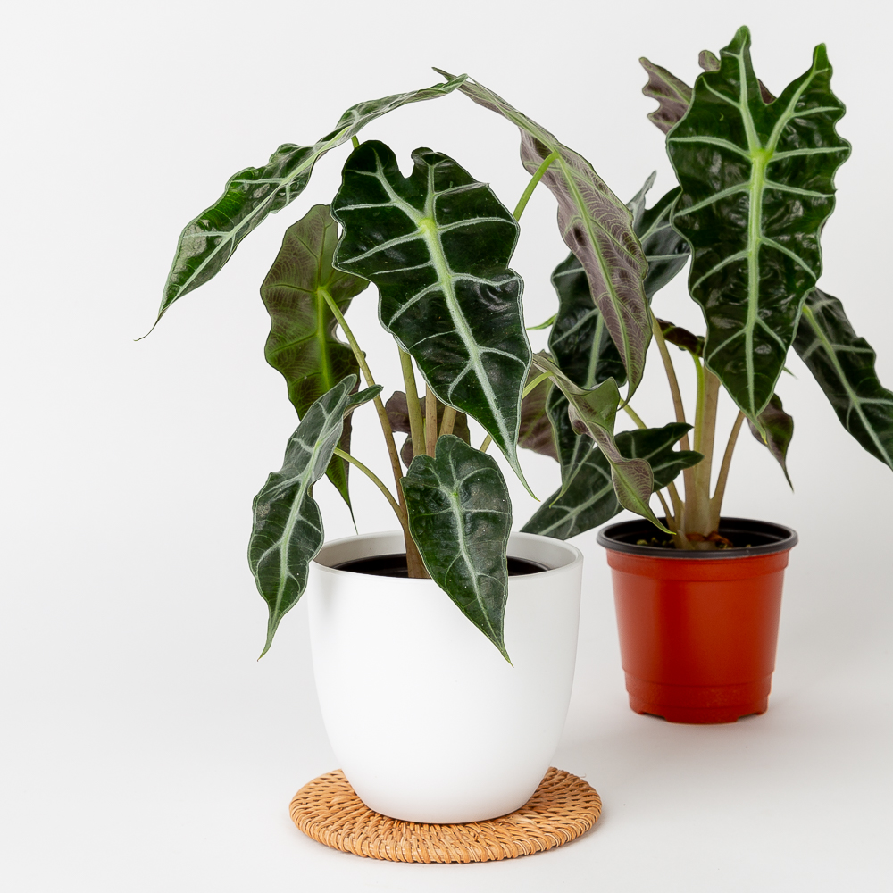 거북 알로카시아 키우기쉬운 반려식물 음지 - 상세 이미지 3