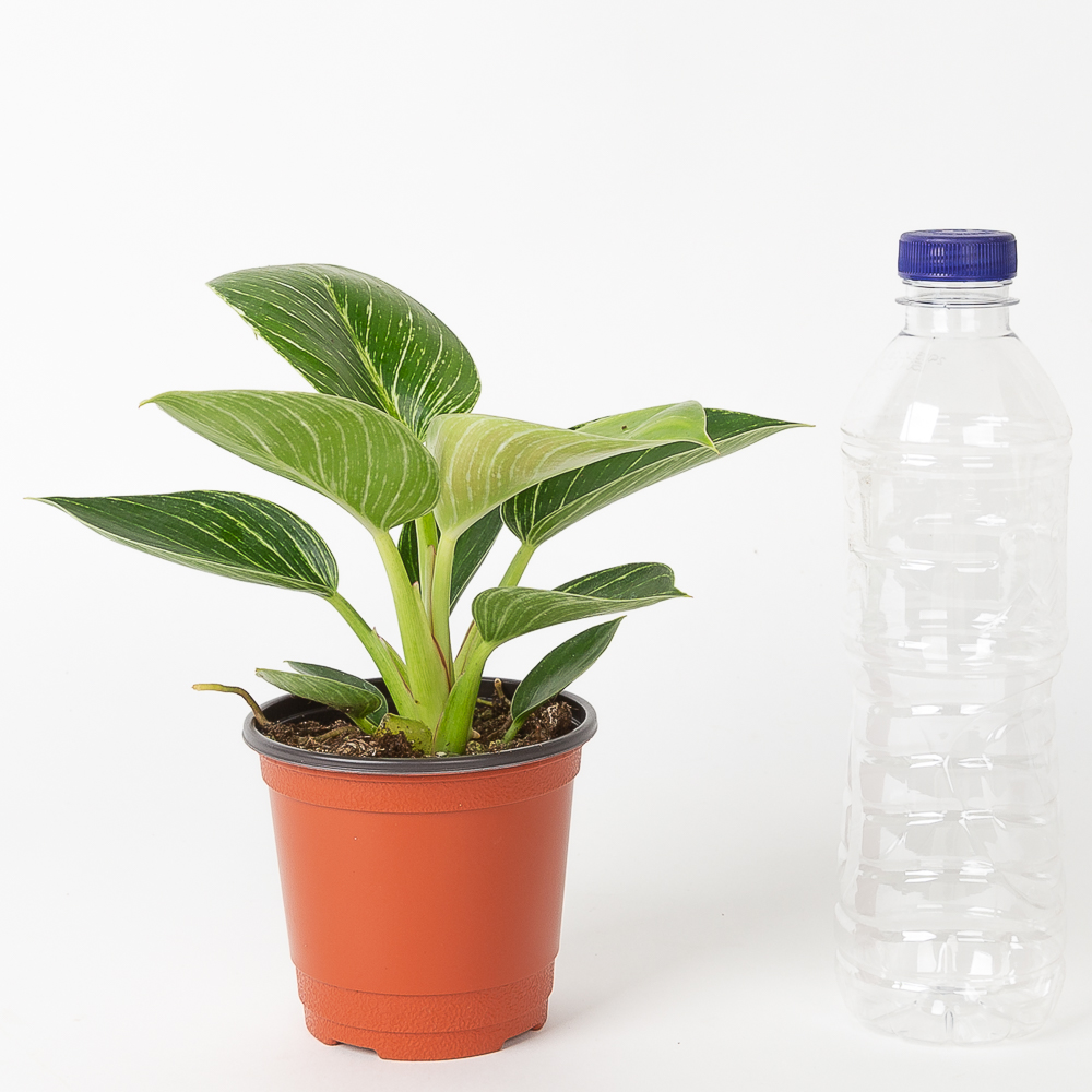 버킨 콩고 필로덴드론 키우기쉬운 반려식물 음지