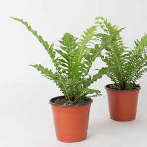 실버레이디 고사리 키우기쉬운 반려식물 음지 실사용 후기 | 효과 있을까? - 상품 이미지 2