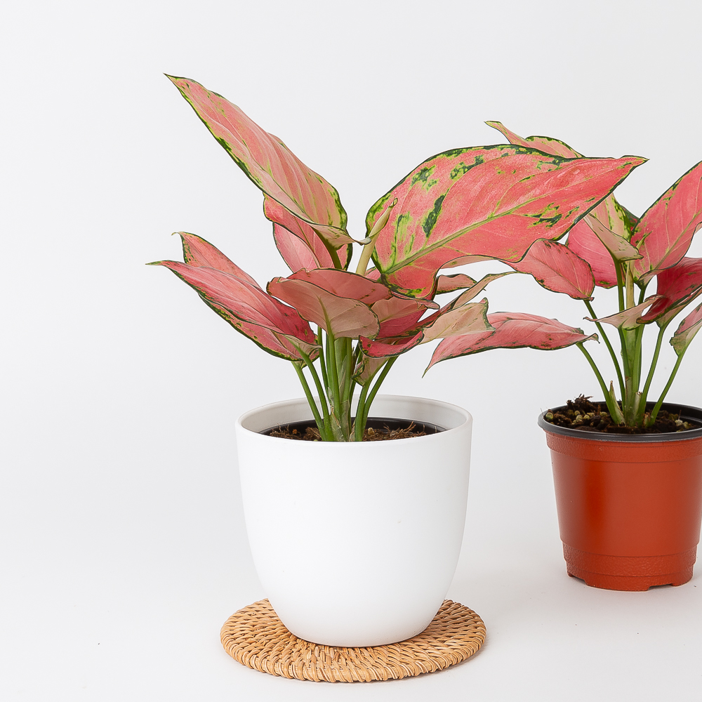 엔젤 아글라오네마 키우기쉬운 반려식물 음지