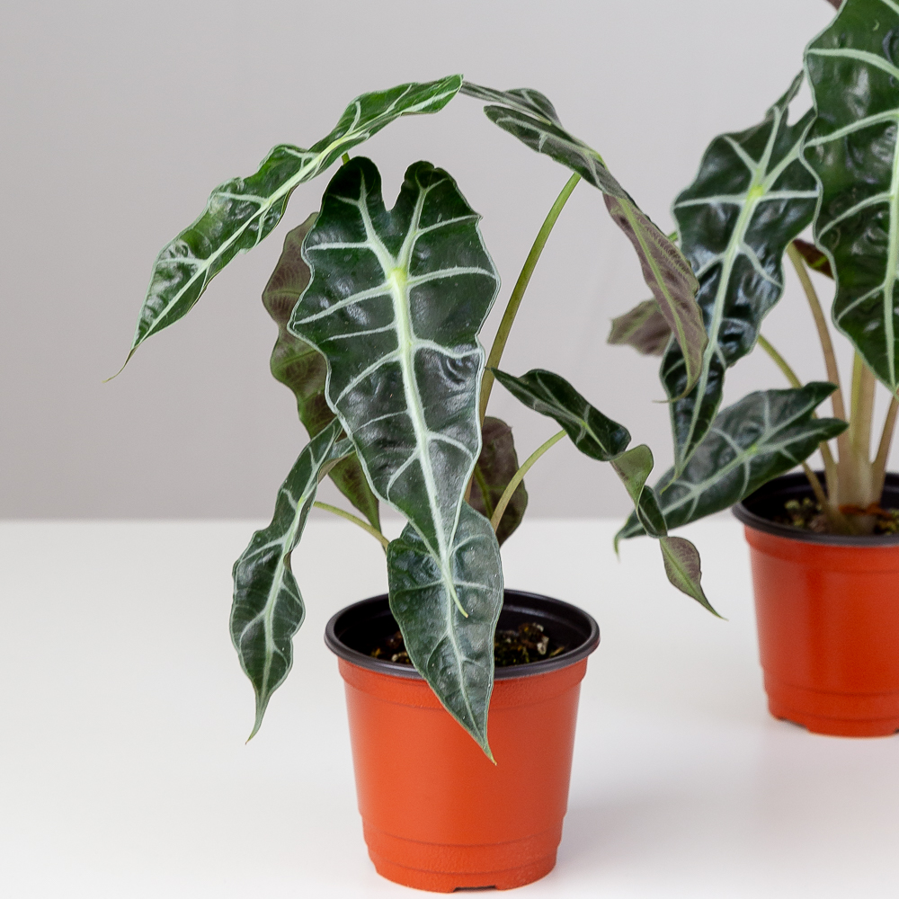 거북 알로카시아 키우기쉬운 반려식물 음지