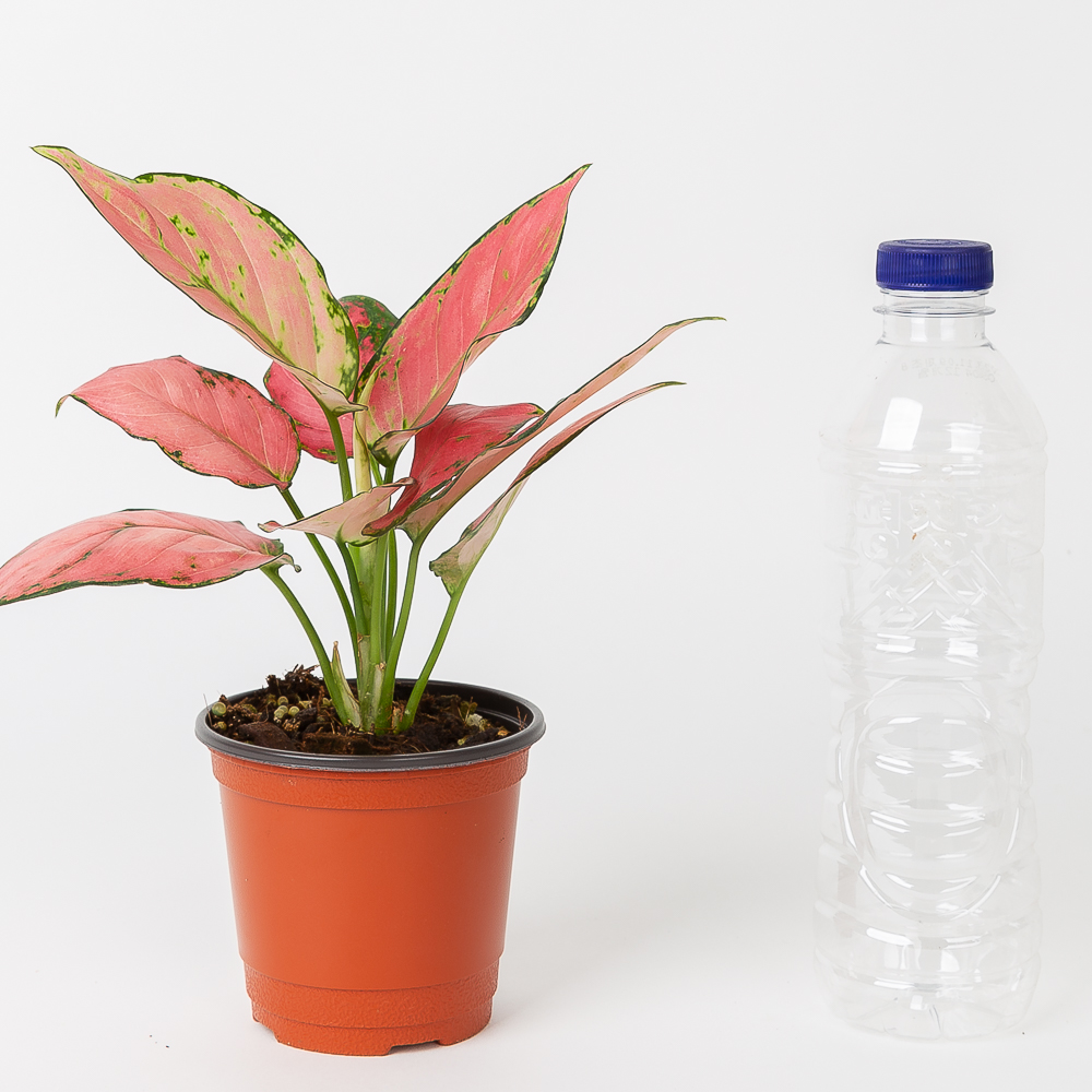 엔젤 아글라오네마 키우기쉬운 반려식물 음지