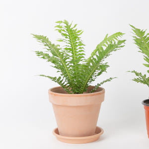 실버레이디 고사리 키우기쉬운 반려식물 음지 실사용 후기 | 효과 있을까? - 상품 이미지 4