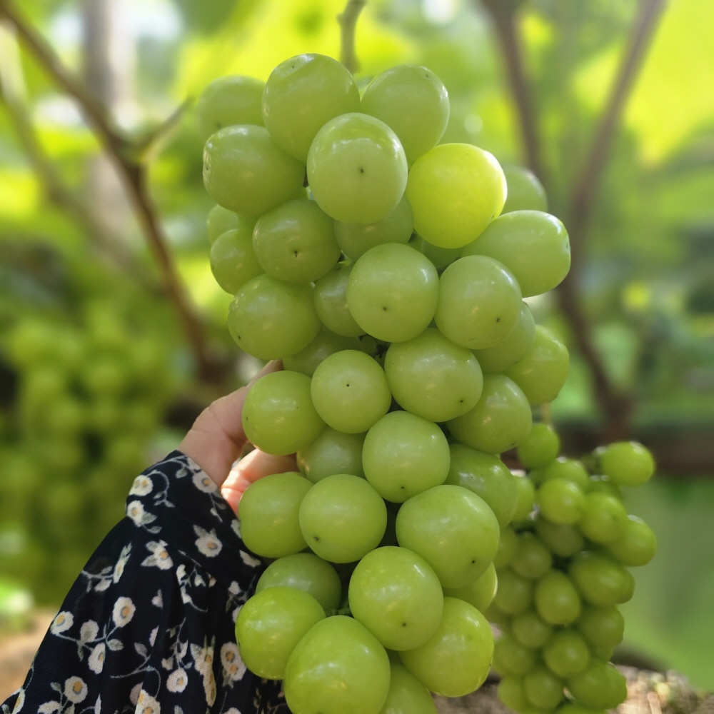 당도선별 고당도 샤인머스켓 3kg(5~7송이) 가정용 씨없는 아삭 망고포도 경남거제 - 상품 이미지