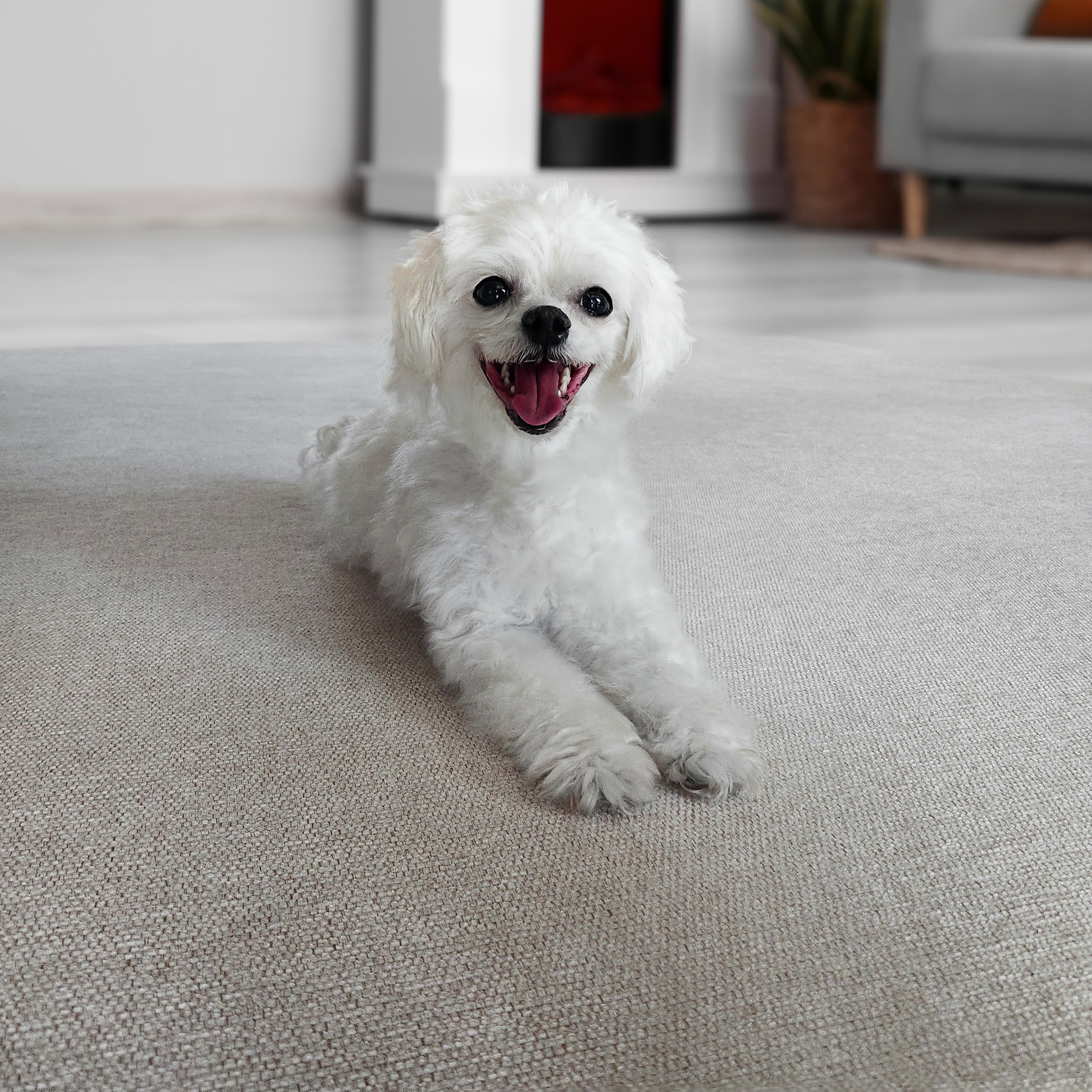 강아지 러그 펫 매트시공 방수 러그 고양이 카페트 강아지 미끄럼방지 장판 170x230