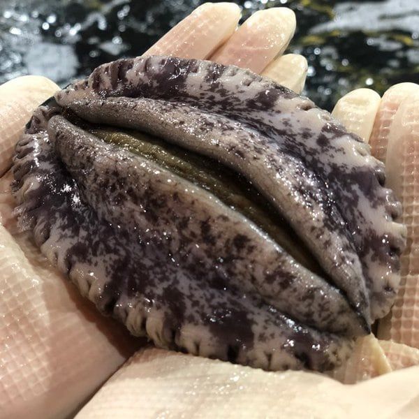 해신수산영어조합법인 [해신수산]  완도활전복 특특大 6-7미 1kg_국내산(양식) : 알파1